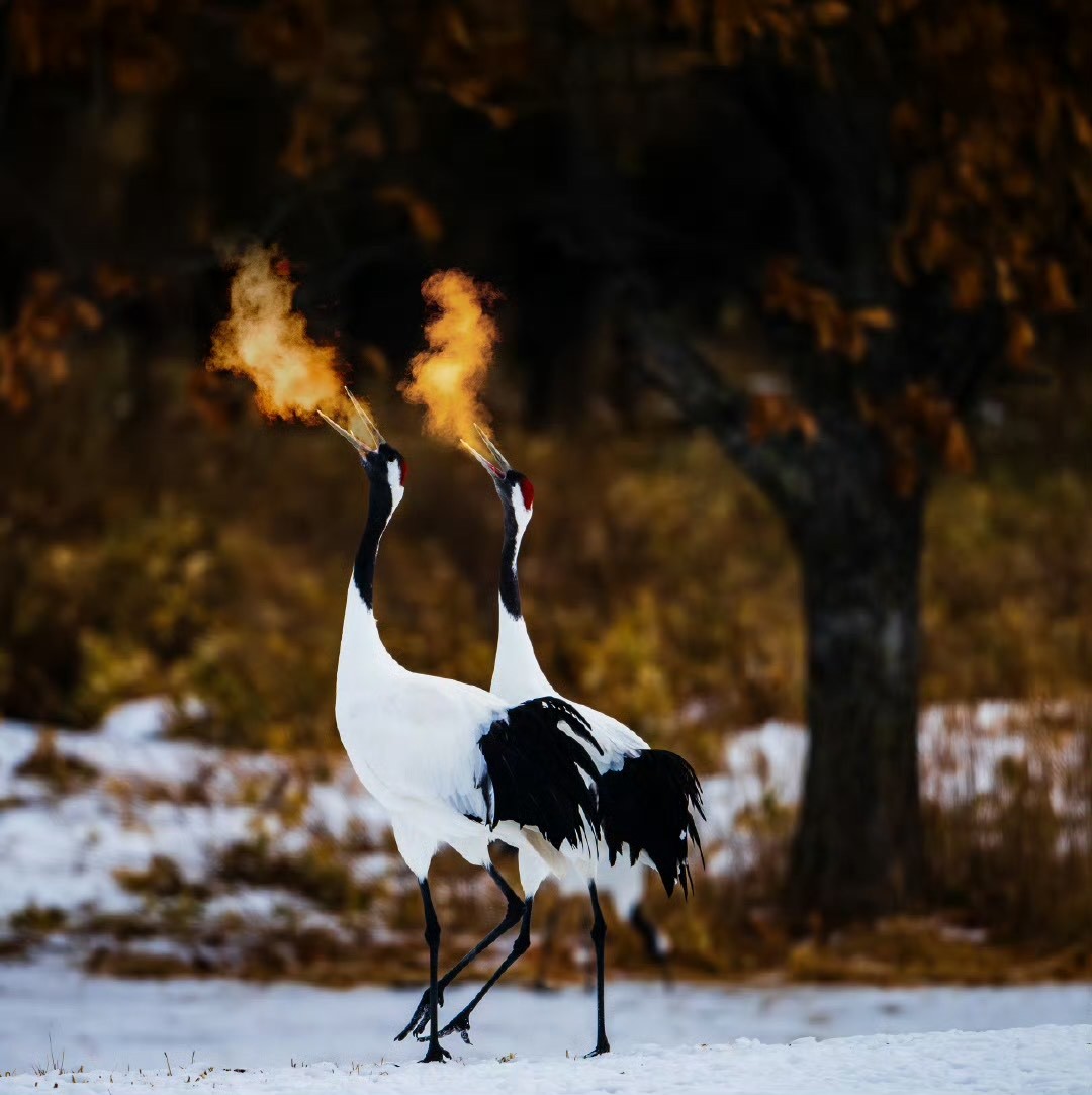 明年1月份的日本北海道，2-3月份的冰岛+挪威摄影团都已满团。马上发布飞侠202