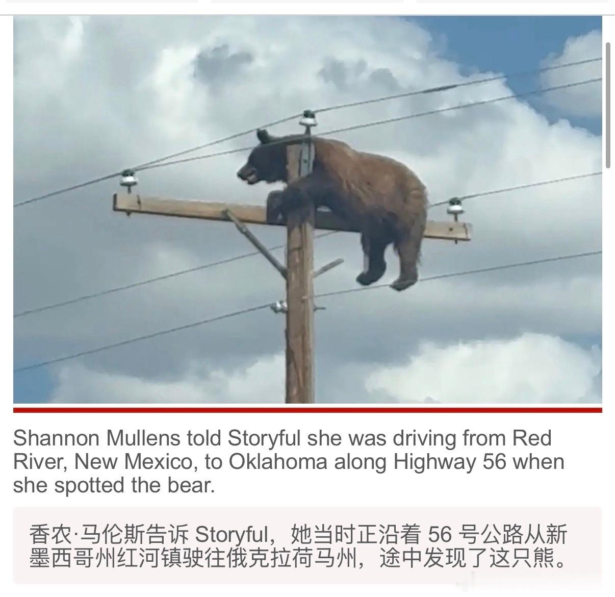 我一开始刷到这个美国野熊爬上电线杆的视频还以为是AI整活，结果一查竟然真有媒体报