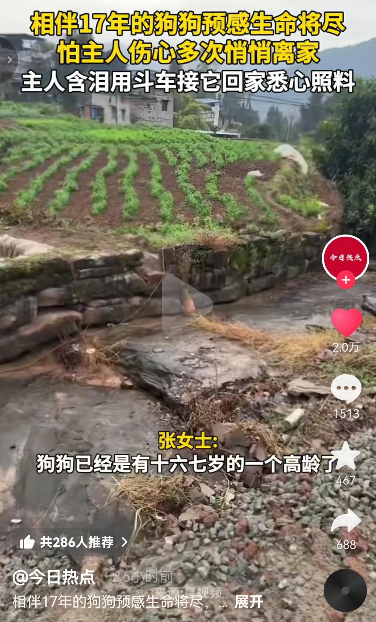 看哭了！张女士家那只17岁的老黄狗，春节期间突然不对劲了。它本来就已经是十六七岁