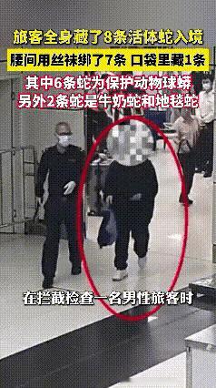 不知道这个人为什么要冒着这么大的危险走私毒蛇，而且是把蛇缠在了腰上，这要是被它咬