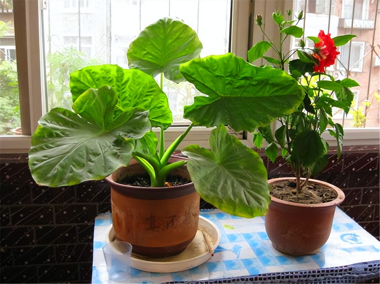 北方人见到了南方的<em>滴水观音</em>，都会当成宝贝