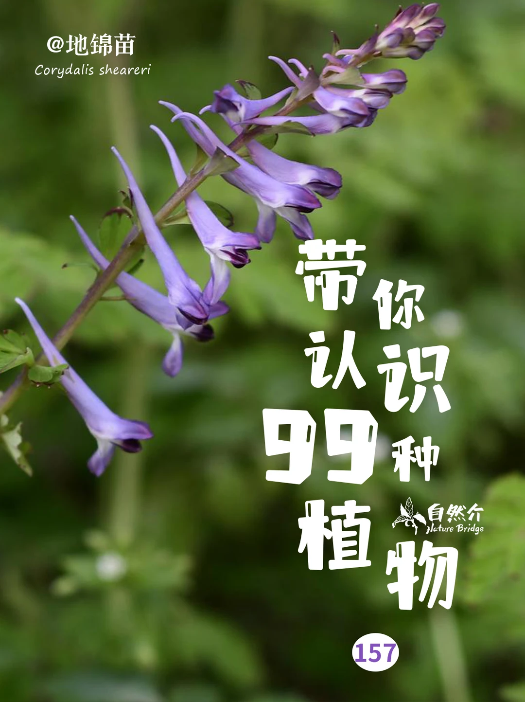 带你认识99种植物