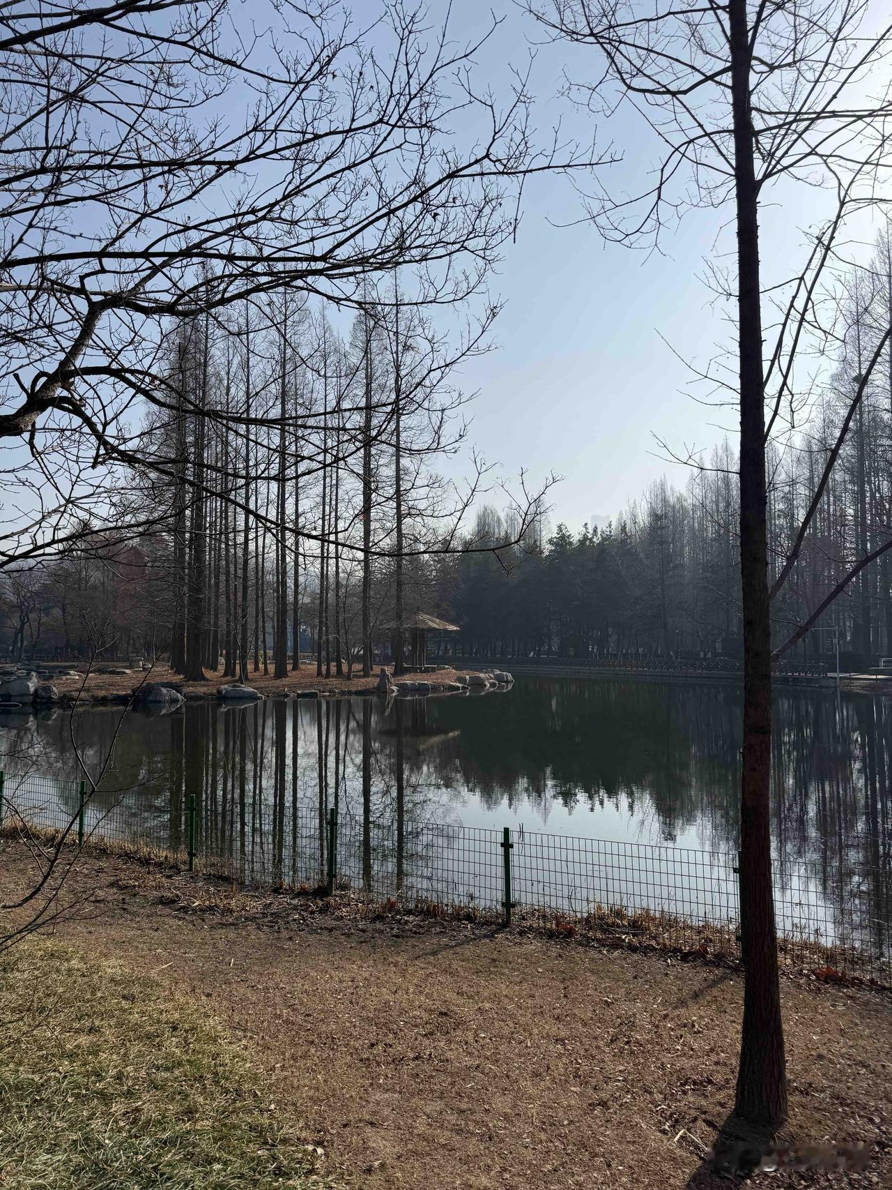 晒图笔记大赛我昨天上午去了青岛中山公园打卡了，昨天青岛市的气温7到12度晴天，天