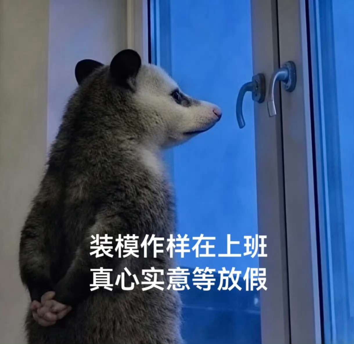 再假装一下午[吐舌头眯眼睛笑][吐舌头眯眼睛笑]​​​