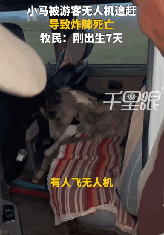 6月27日媒体报道，新疆巴音郭楞，一名游客为了追求镜头下的"震撼画面"，竟然操控