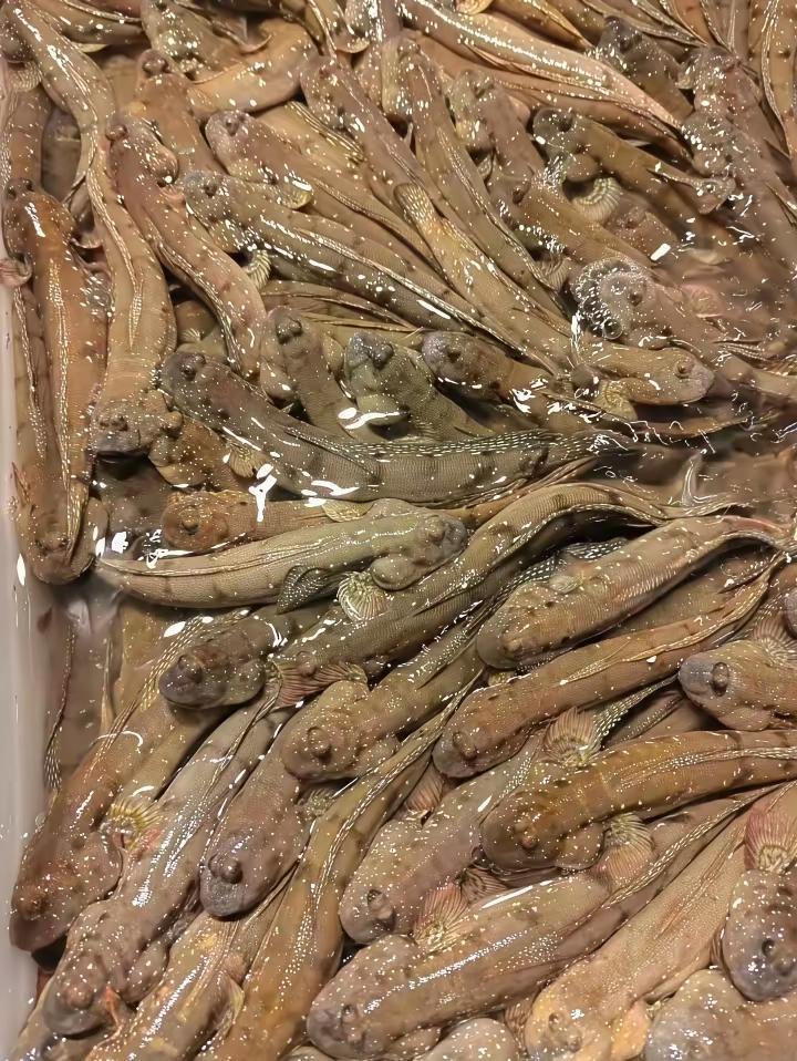 来个广东的老铁，这是啥鱼？头一回见，烦劳指点。