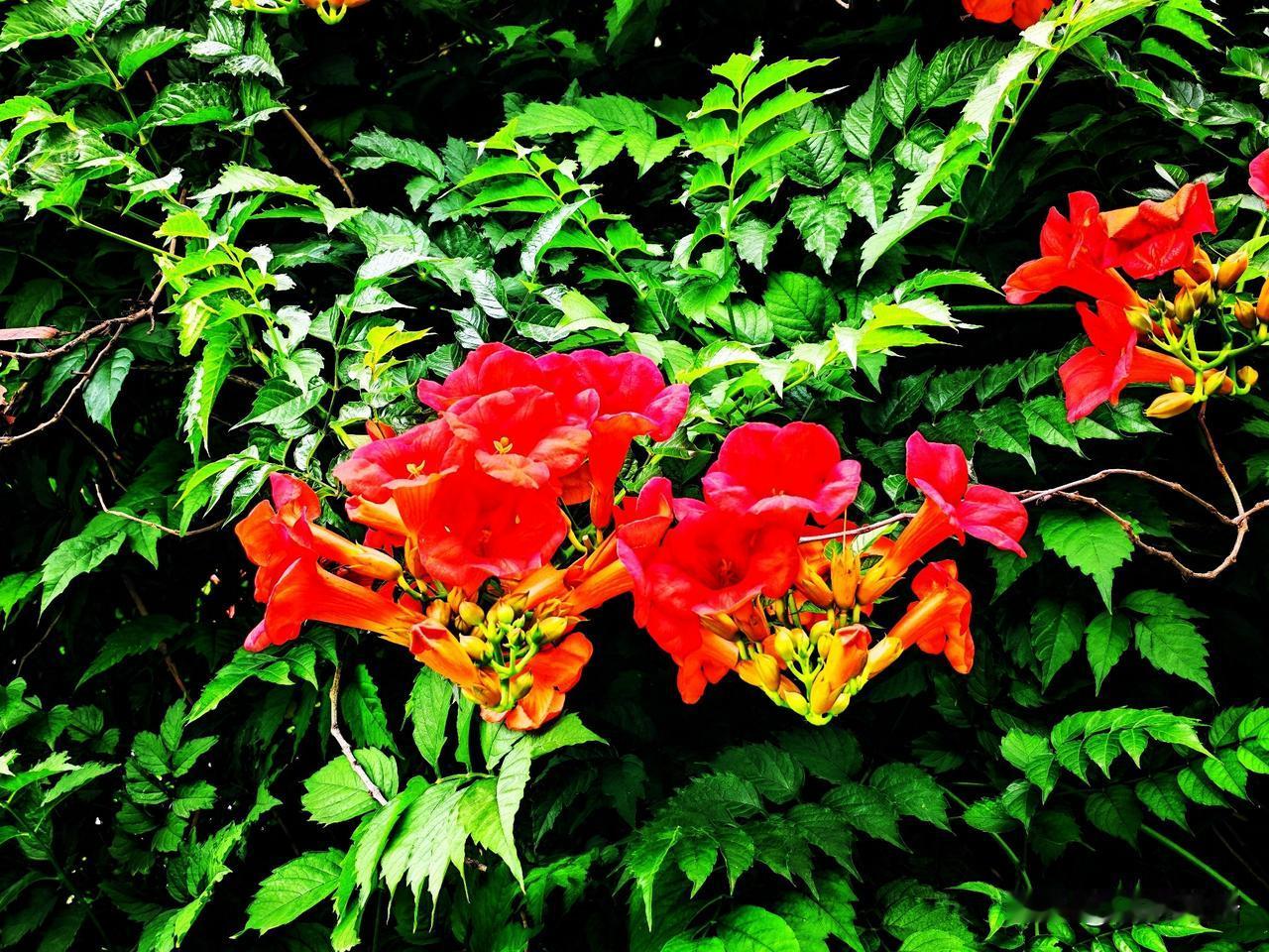 红艳艳的花朵在绿叶中绽放，生机勃勃！🌺🌿