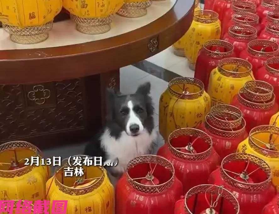 吉林有女子在半夜刷手机想要买点灯笼，事后看到价格太高也就没有选购，只是女子没有意