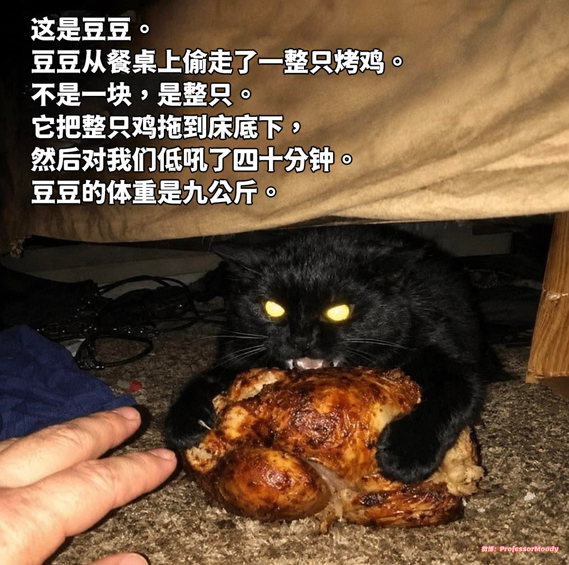 好豆豆meme​​​
