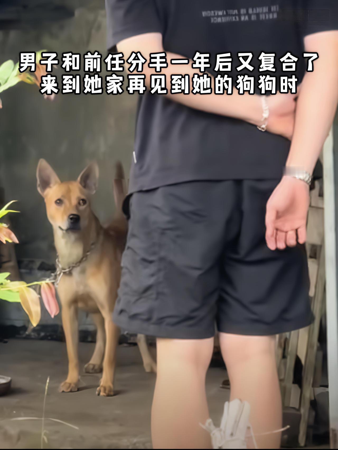 狗：你这狗东西还敢来[doge]一年没见，前任拎着“我们重新开始吧”的礼盒，刚踏进
