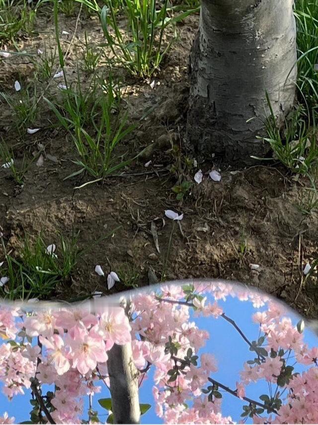 《忆江南》唐·白居易江南好，风景旧曾谙。日出江花红胜火，春来江水绿如蓝。能不忆江