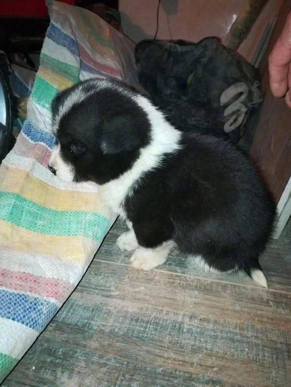 房东打扫房间，发现被租客遗弃的小狗，很可怜就将他收养。狗狗表现的特别粘人，自从喂