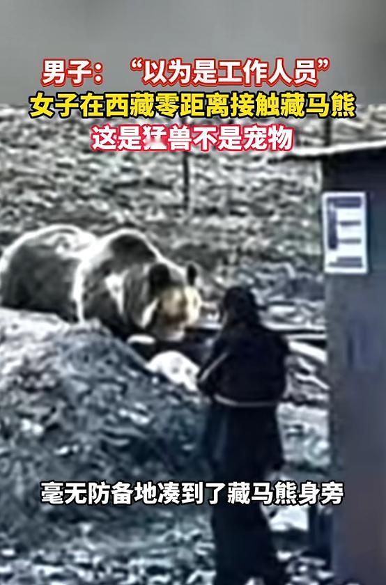 “心怎么这么大！”2月3日，西藏，一男子自驾游时，发现一名女子在近距离接触藏马熊
