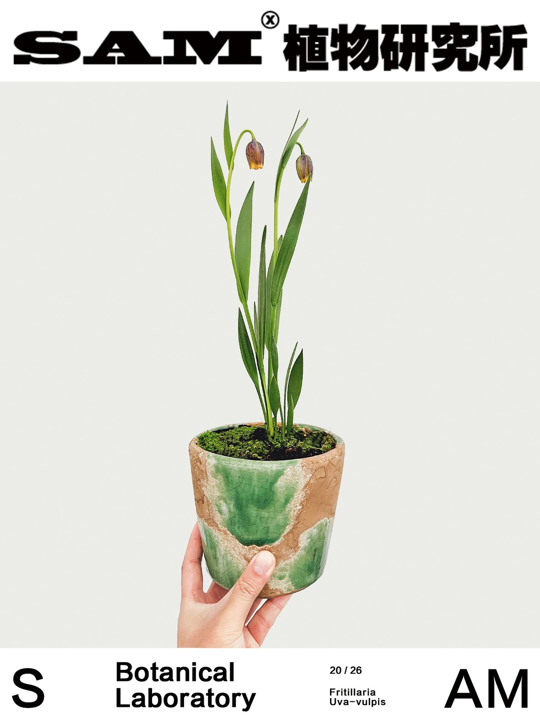 葡萄狐狸贝母｜Fritillaria Uva-vulpis