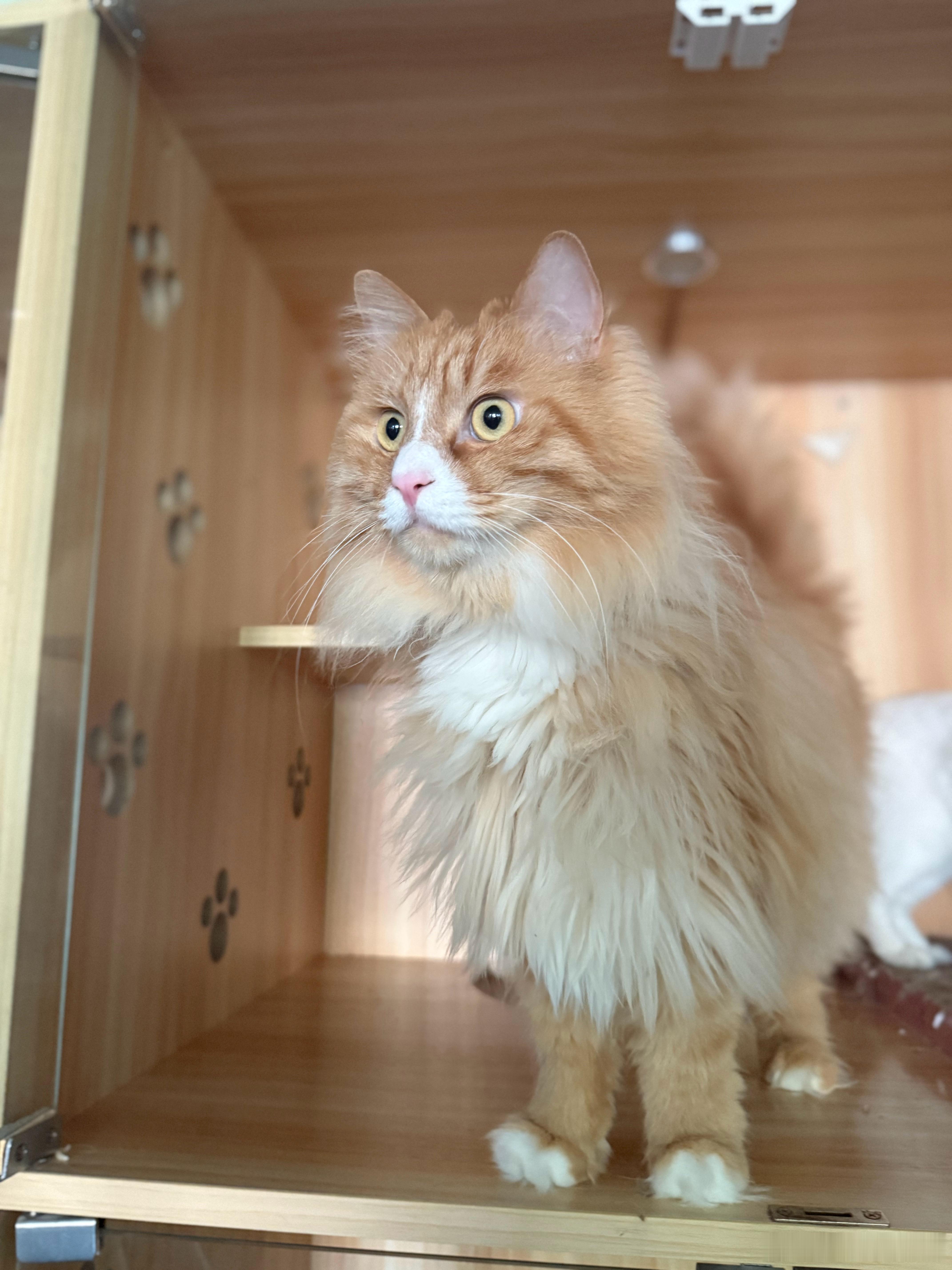 猫狗都有，儿女双全怎么说？？？[doge]为什么说E人养狗I人养猫​​​