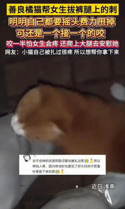 谁懂啊！女生裤子上扎了一腿鬼针草，回家后橘猫凑过来蹭腿，本以为它碰到刺会立刻躲开