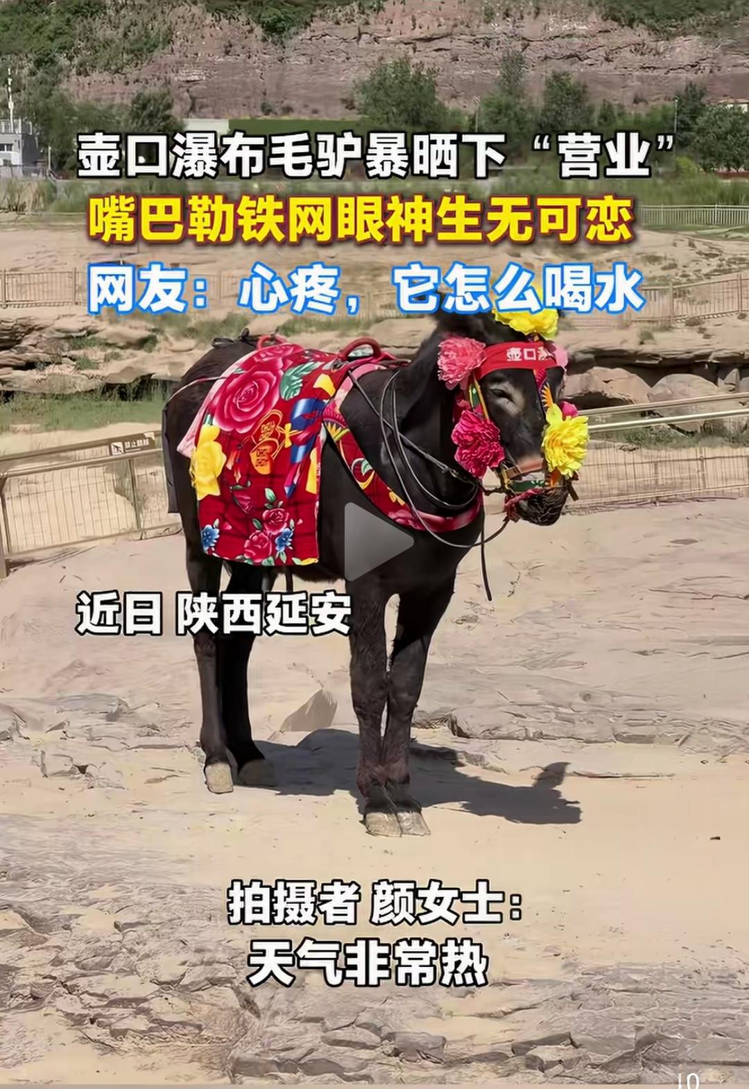 毛驴：我谢圣母八辈子祖宗！你的建议可能会让毛驴丢了性命，你知道吗？这头驴算是
