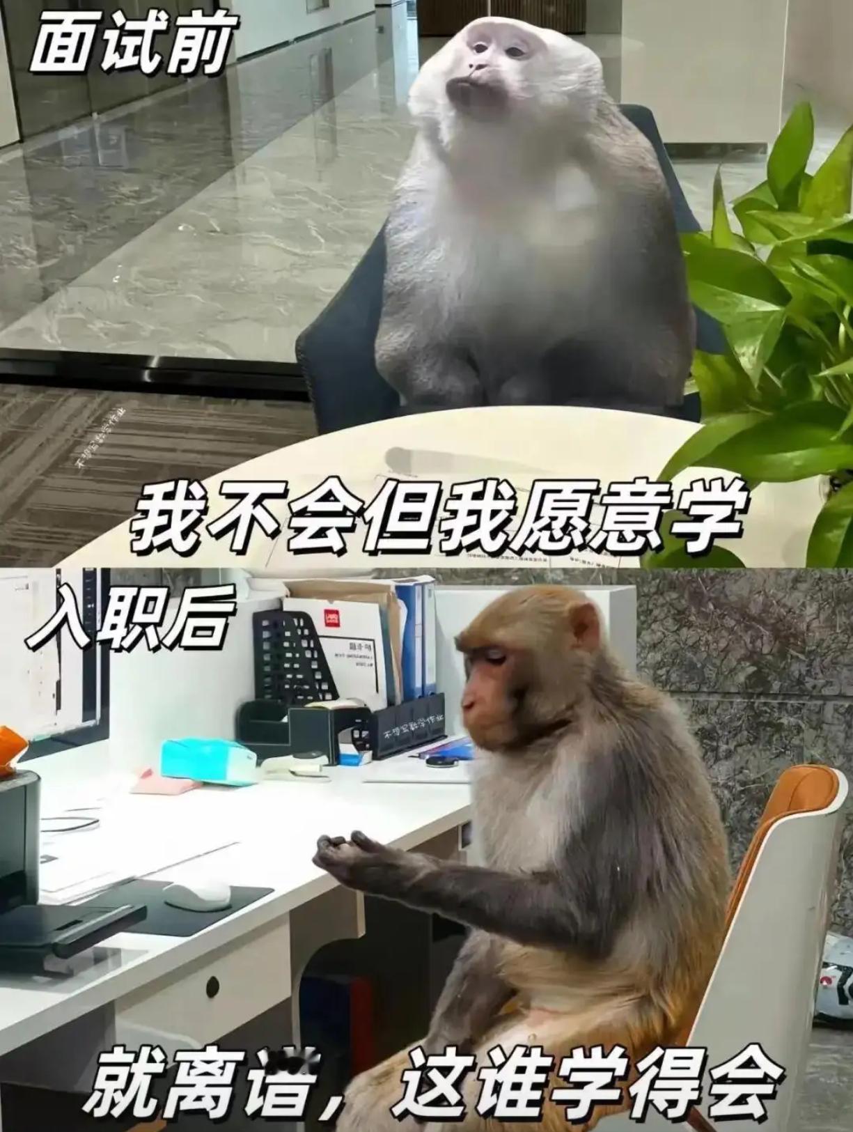 面试前vs面试后​​​