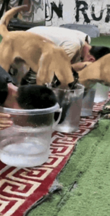 “这只狗火了！”主人和马犬玩憋气游戏，结果马犬发现主人很能憋，它还以为主人溺水了