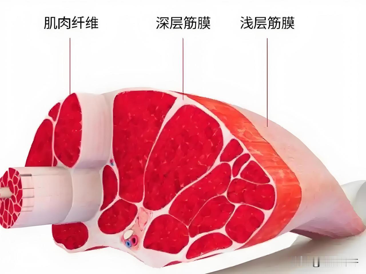 【知识分享】关于筋膜与中医“三焦”的思考什么是筋膜？许多人误以为它仅仅是皮下