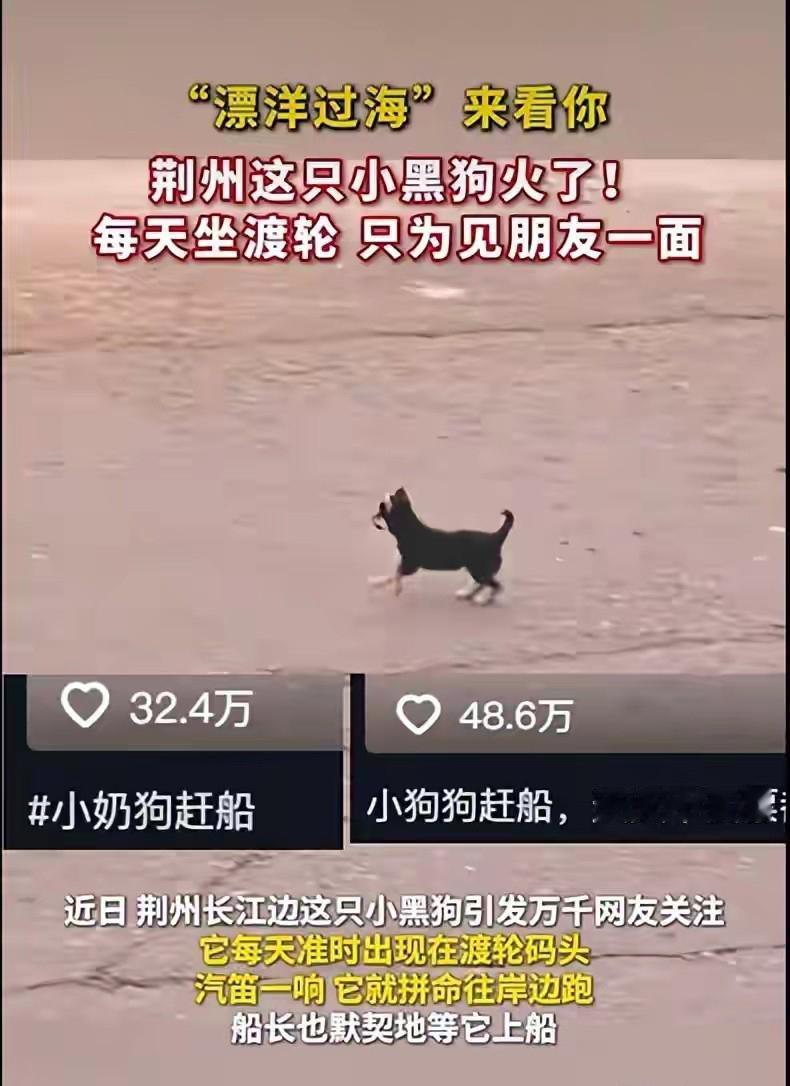 被荆州这只小黑狗整破防了，它做了很多人都做不到的事。据说，它每天早晨都会准时出