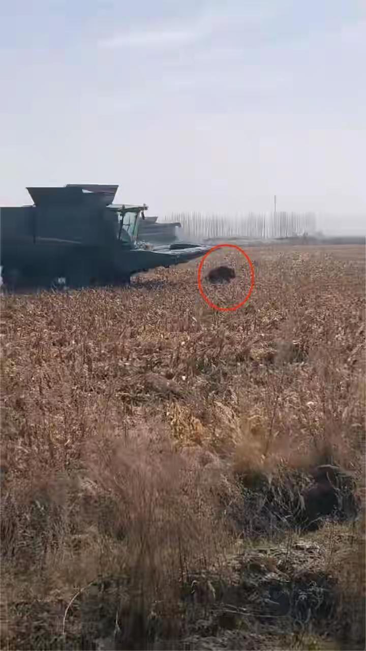 300斤野猪闯进玉米地捣乱？11月13日下午2点，新疆阿克苏农户白先生收割500