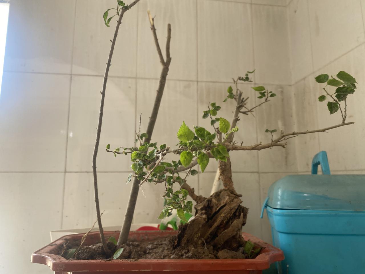 看看我自己做的“盆景”…作为一名盆景爱好者和初学者现在跟“上瘾了”一样一有