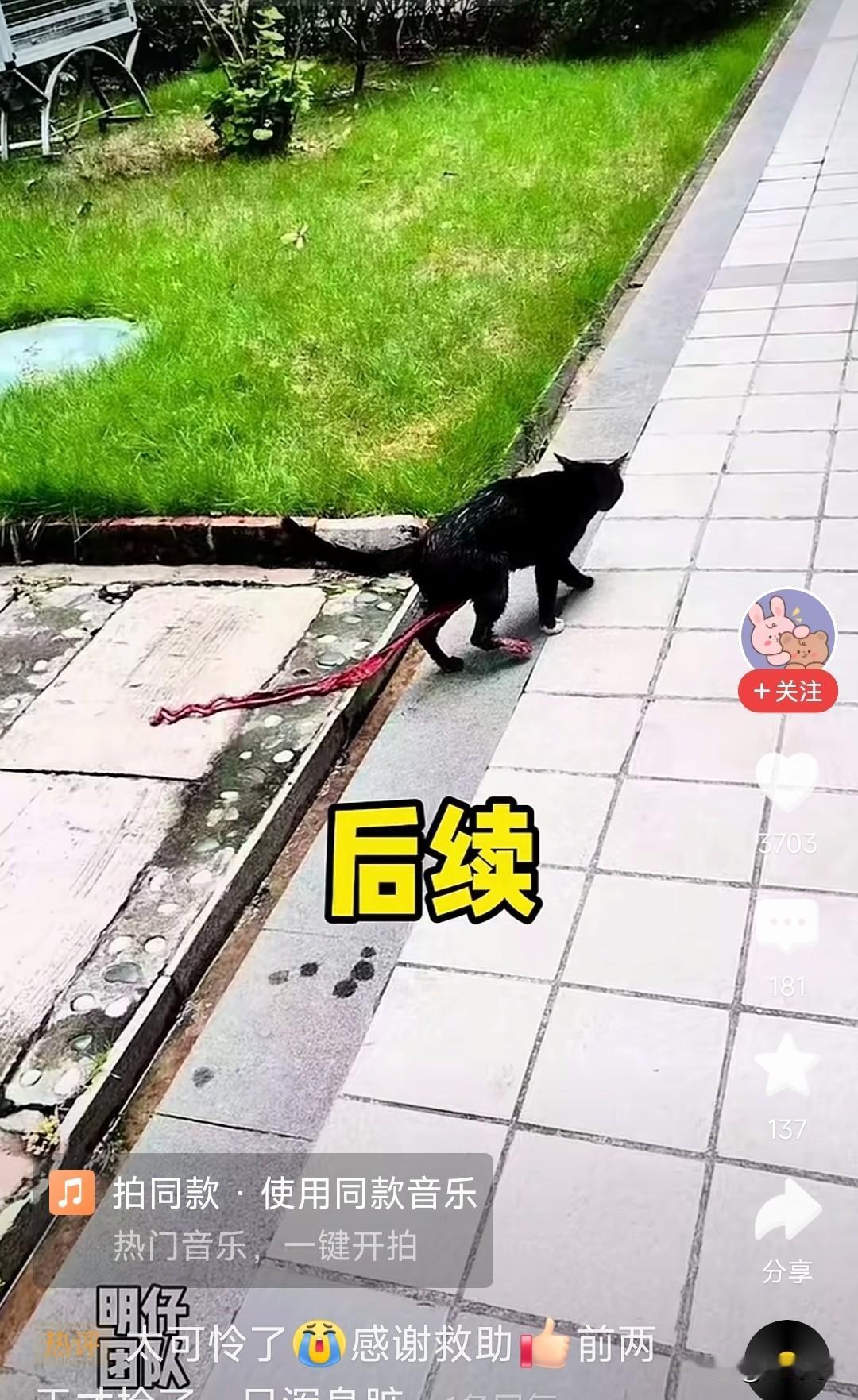 泪崩了，泪崩了。这是谁这么心狠，对一只猫下狠手，这样做还有良心吗？它是一只猫，