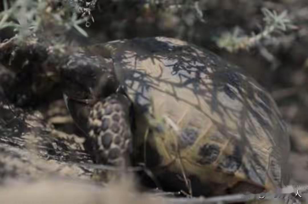 惊呆了！老夫妇养28年宠物，竟是国家一级保护动物，主动上交！谁能想到，自