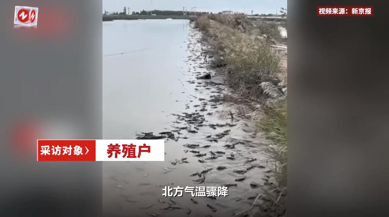 “亏大发了！”10月9日，辽宁盘锦，一男子养殖了几百亩的罗氏虾，谁知因为气温骤降