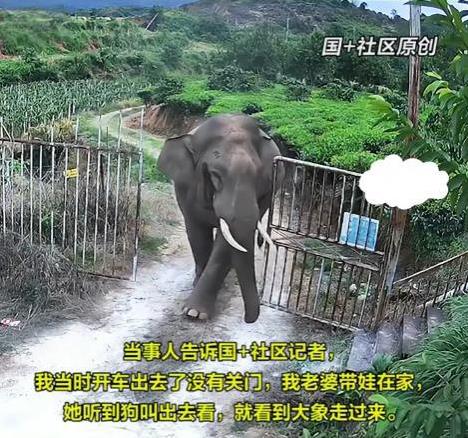 “重量级客人光临,你准备好了吗?”10月22日那天,云南景洪一个普通的小村子里,