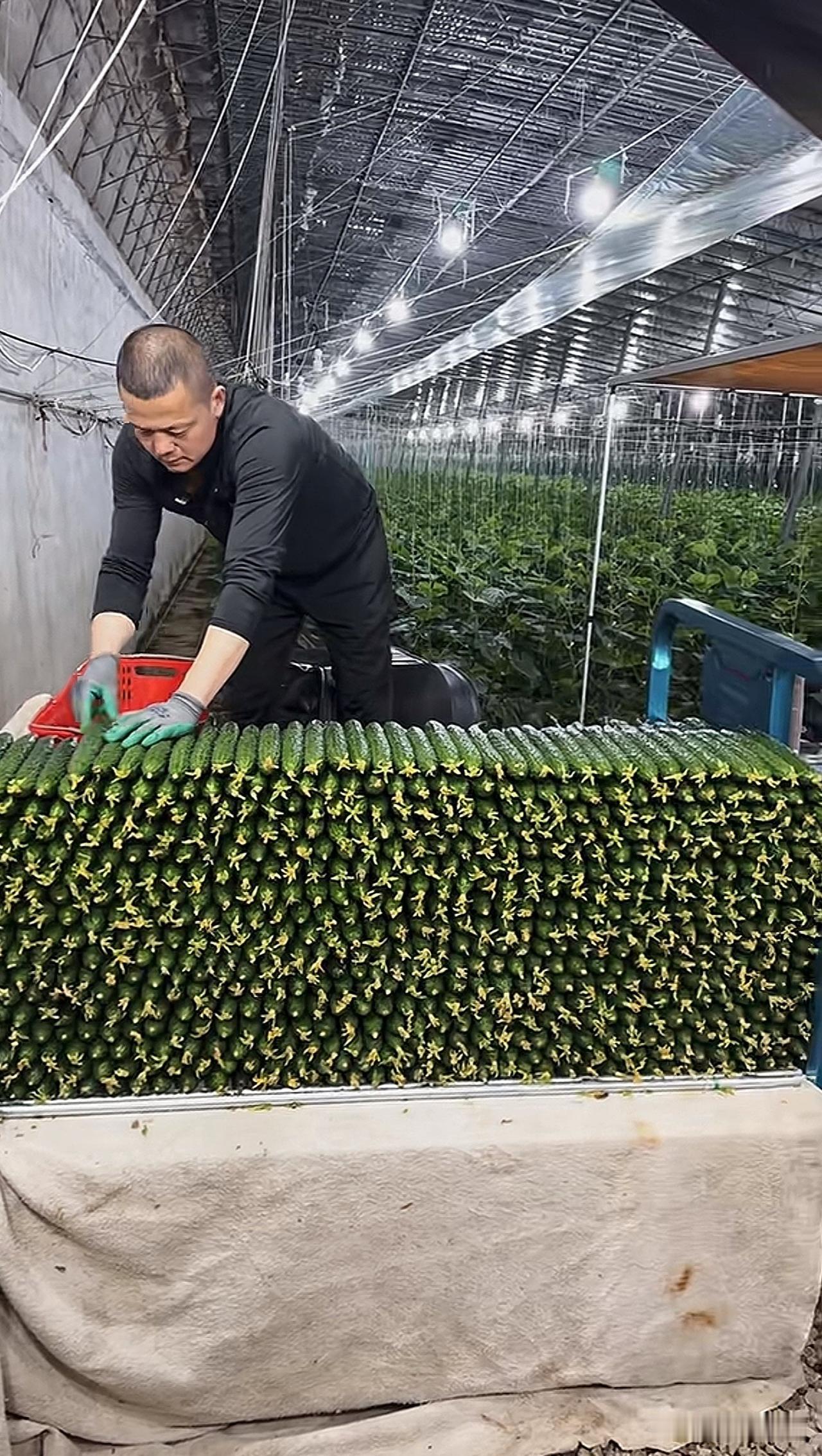 黄瓜为什么可以种的这么直？谁知道？