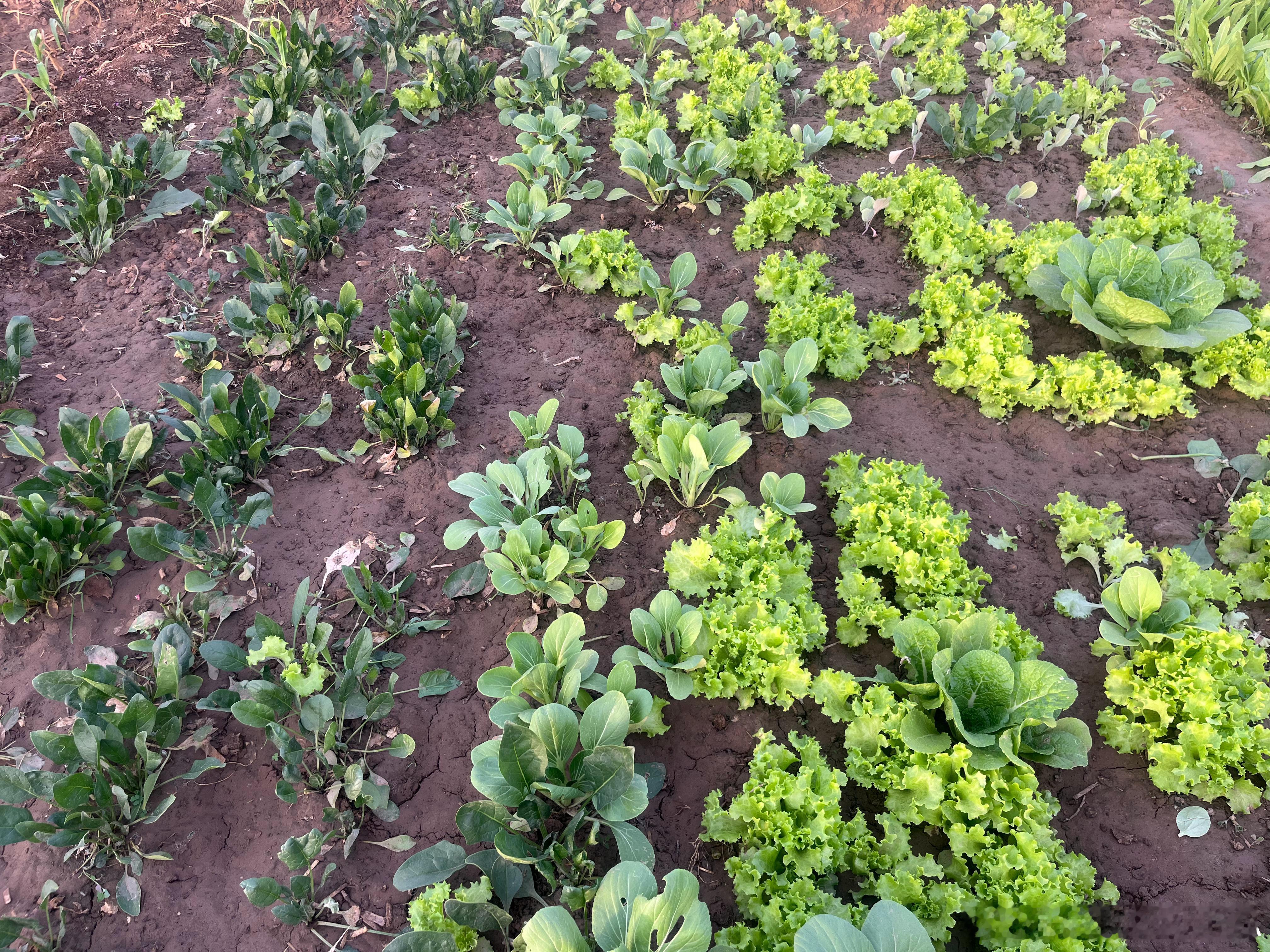 6岁男童吃生菜后血肿感染寄生虫真的是恍然大悟，原来平时看着干干净净的绿叶菜，要是
