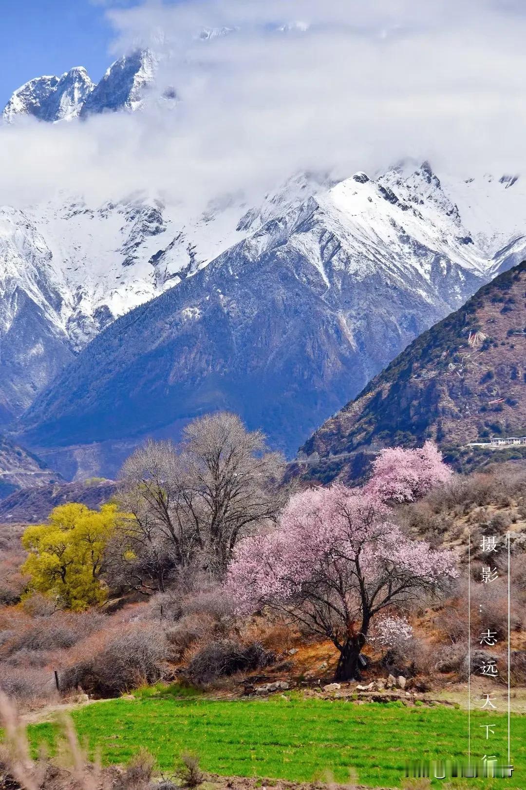 林芝的春天，值得你奔赴这场雪山为伴的桃花盛宴。​摄影📷志远天下行旅游推荐