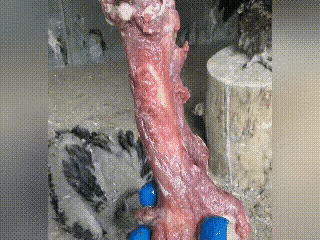 这么大根骨头，能消化吗？
