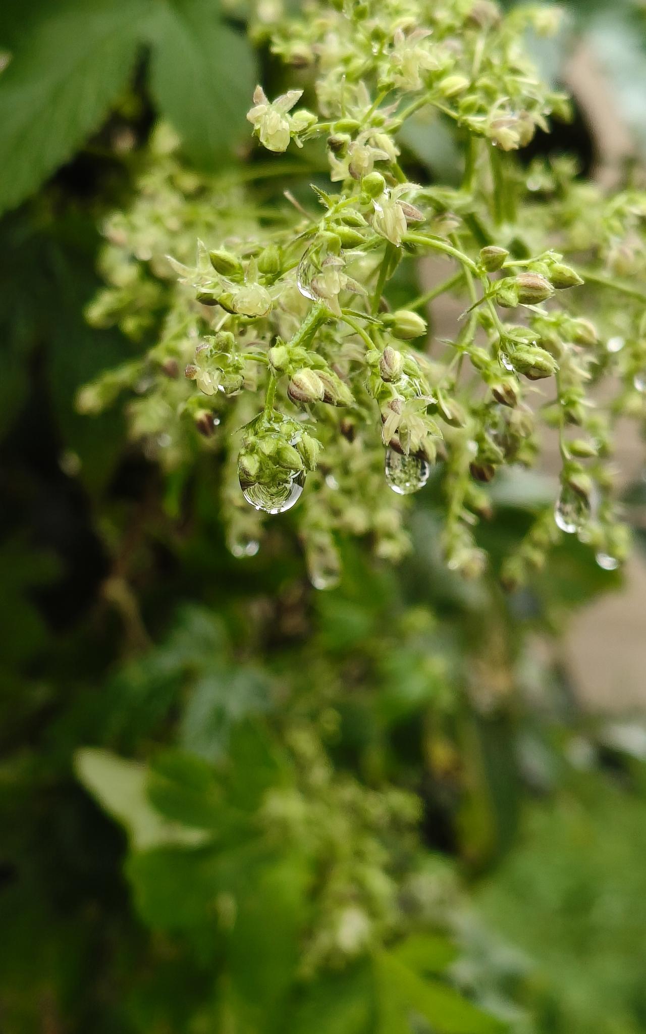 #秋日生活打卡季#秋日私语，弥漫着爱的温馨，清爽中透着惬意，花香里沁满浓情，这样