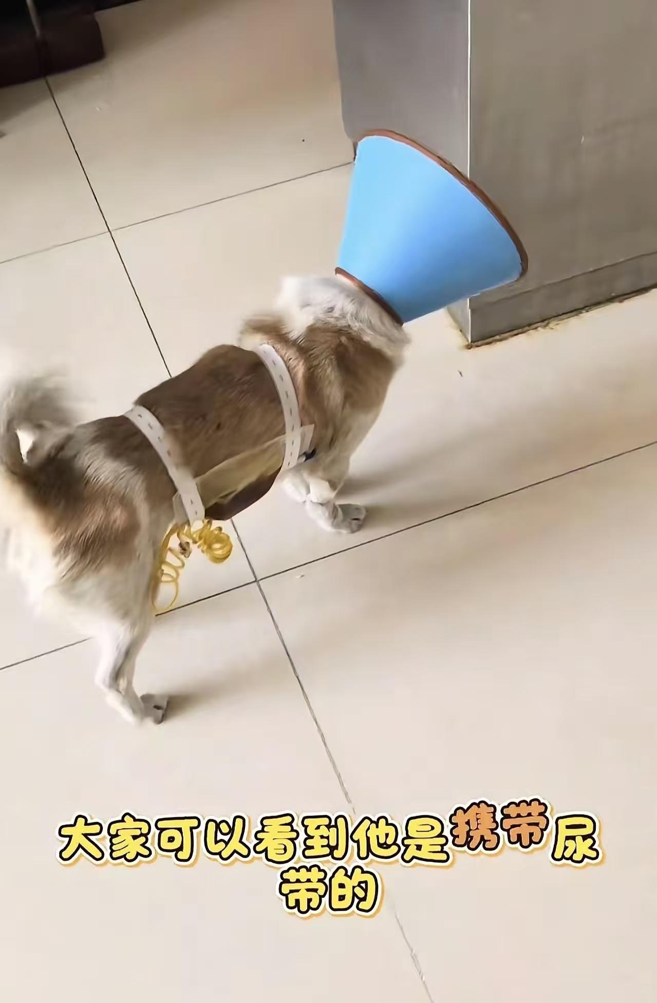 它仅仅是和另一只母狗交配，就险些被母狗的主人打死。看过那个视频，以为狗狗不行了，