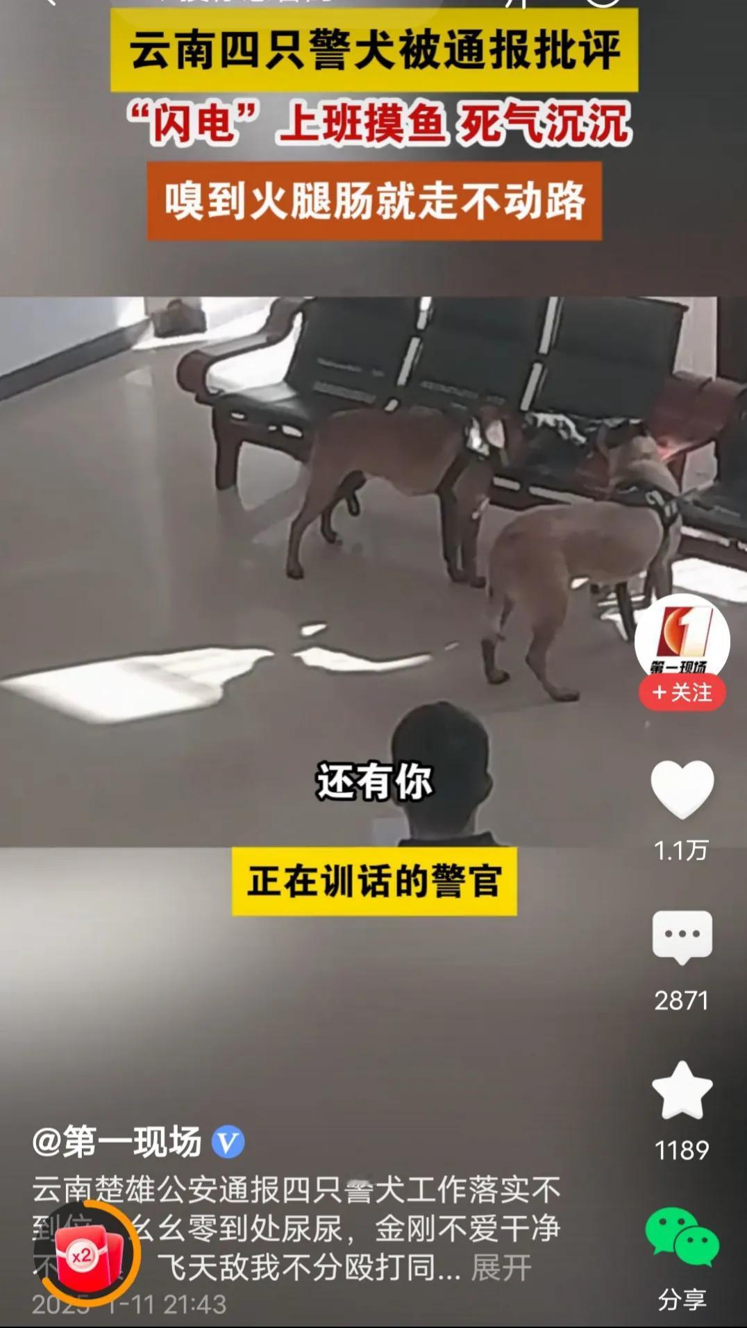 通报警犬！警官多么可爱。因他管理着四条警犬。警犬毕竟不是人，不象人一样遵守