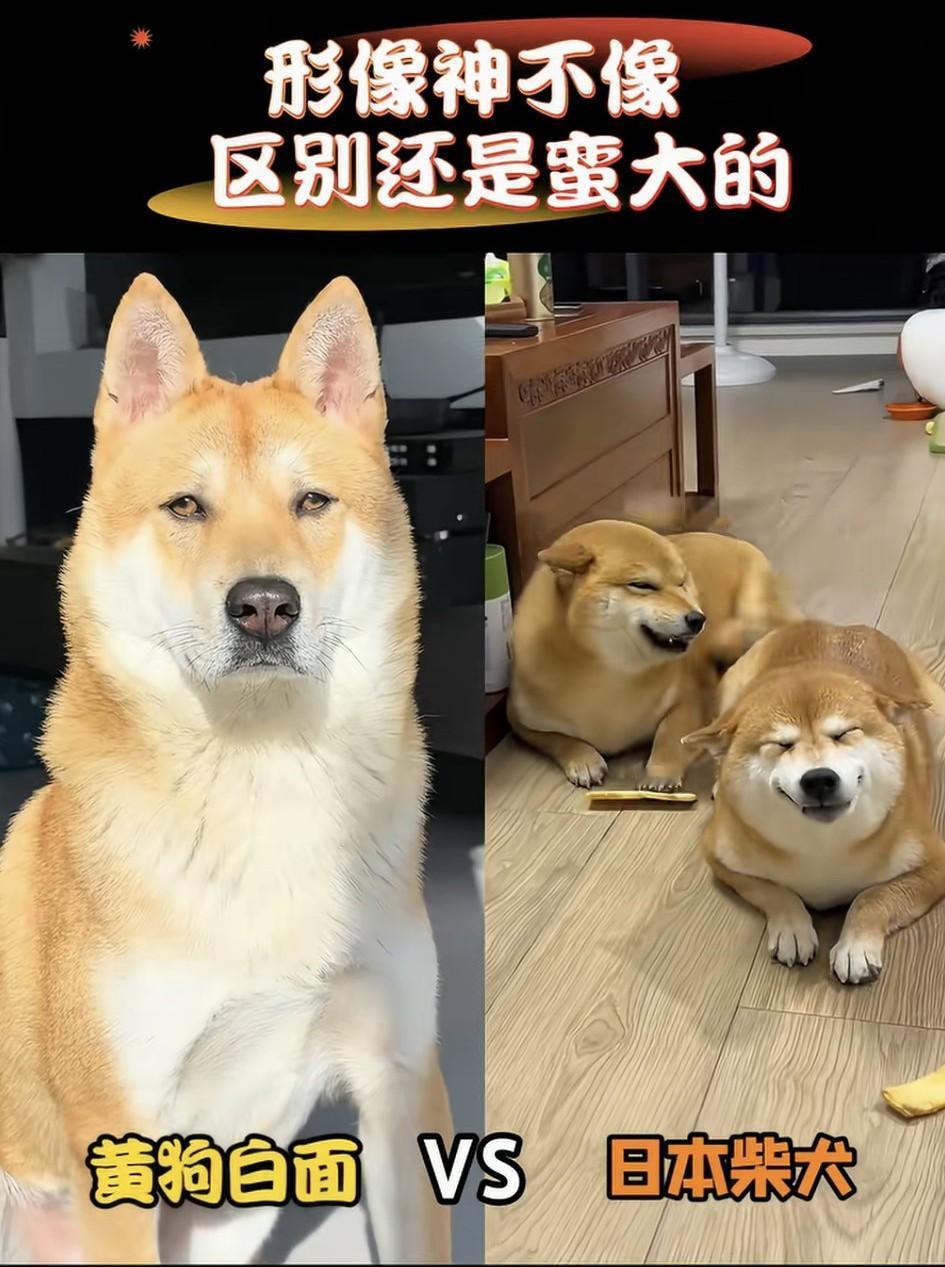 这个狗子乍一看还挺像，但是细看，区别还是很大的，一个看起来稳重端方，一个看起来好
