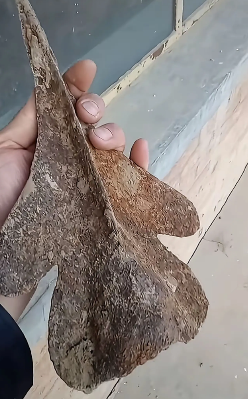 听说这就是歼20小的时候吗？