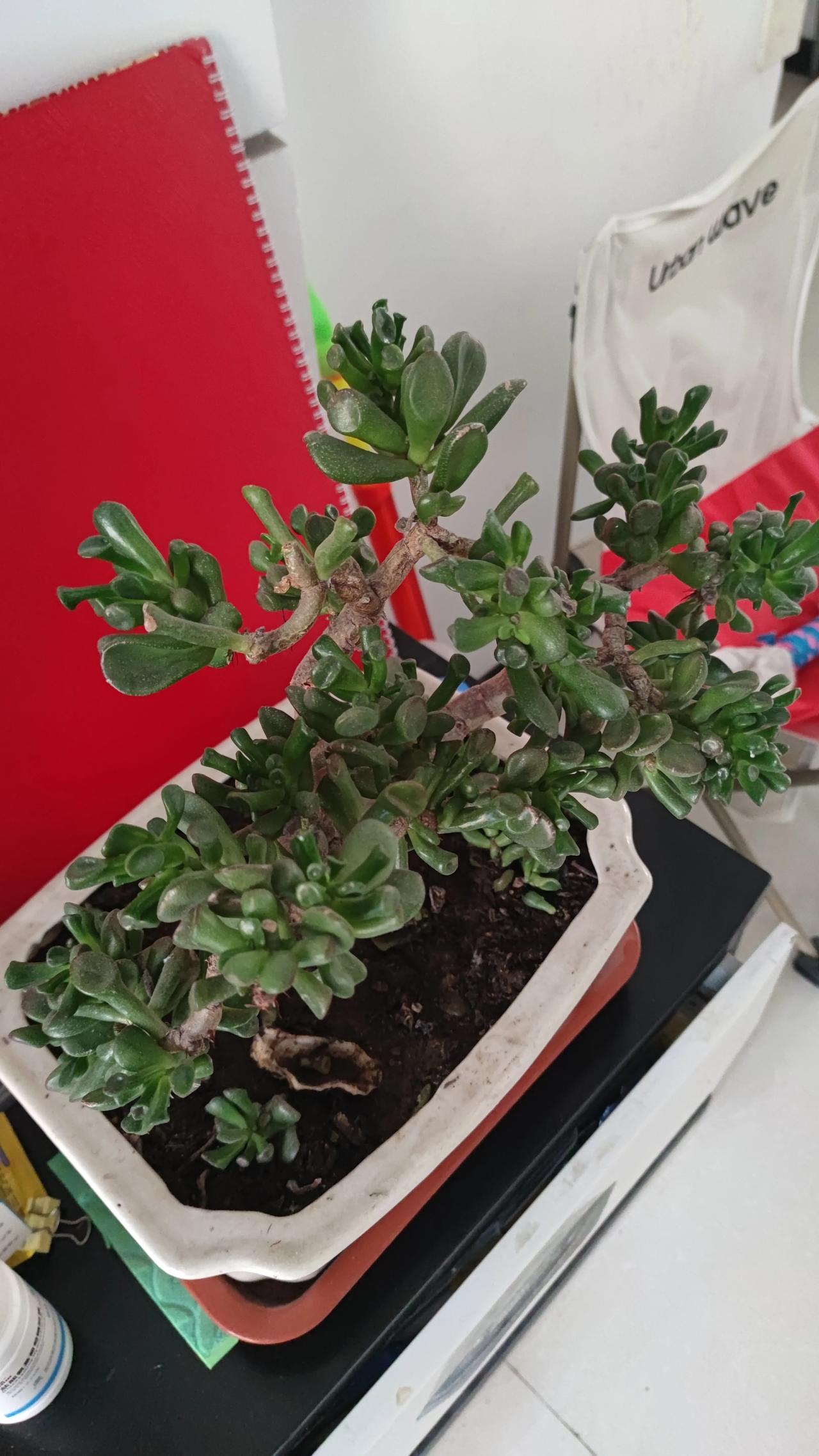 老伴这盆花儿据说很有寓意，这是啥花儿啊？