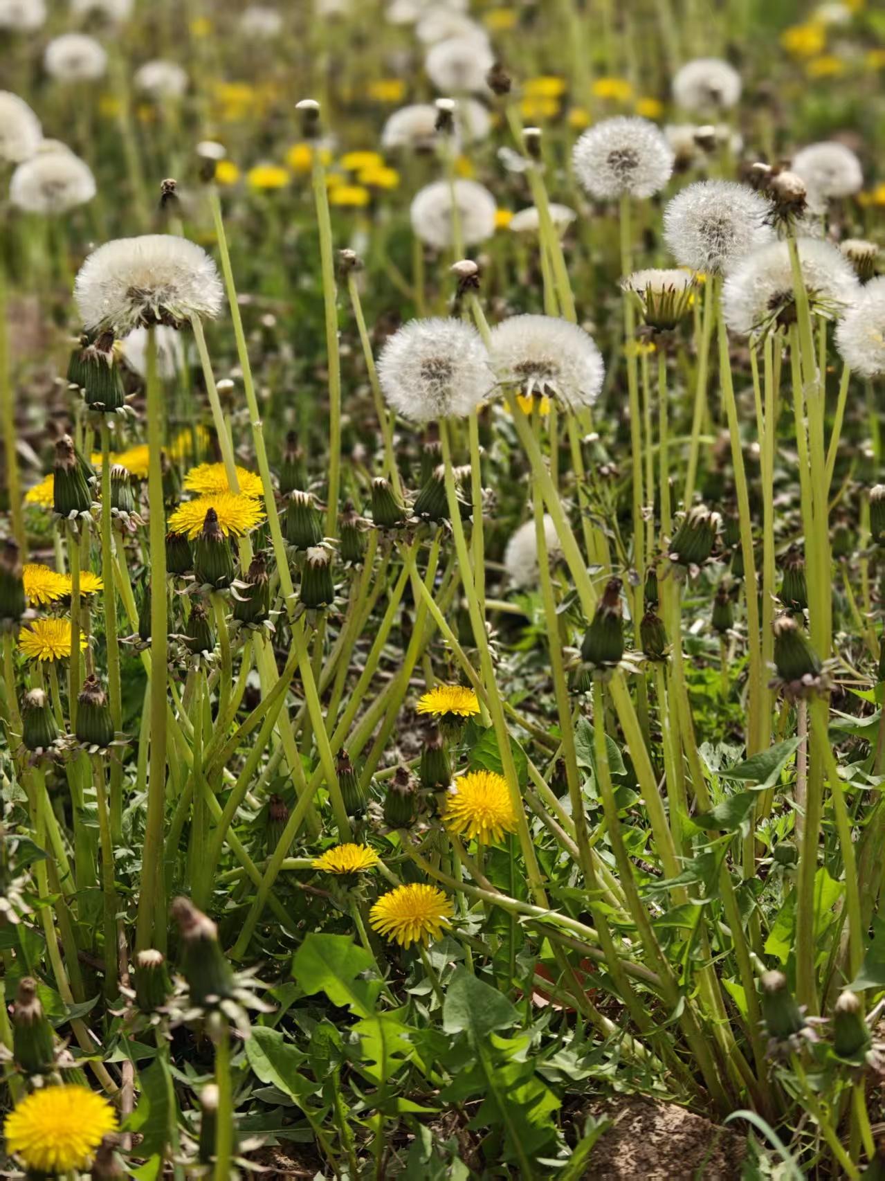 如何自制蒲公英茶饮蒲公英是乡间随处可见的野生植物，也是一味药食同源的好物，