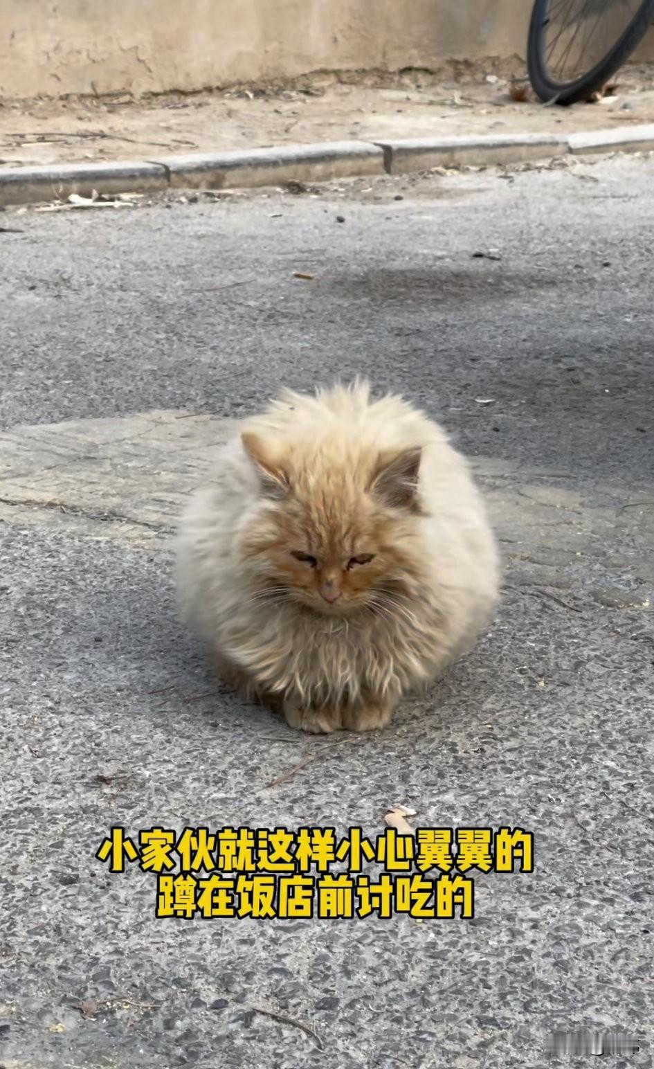 这天，一位小姐姐去散步，当她走到一条小路上的时候，看到一只虽然很脏但很可爱的流浪