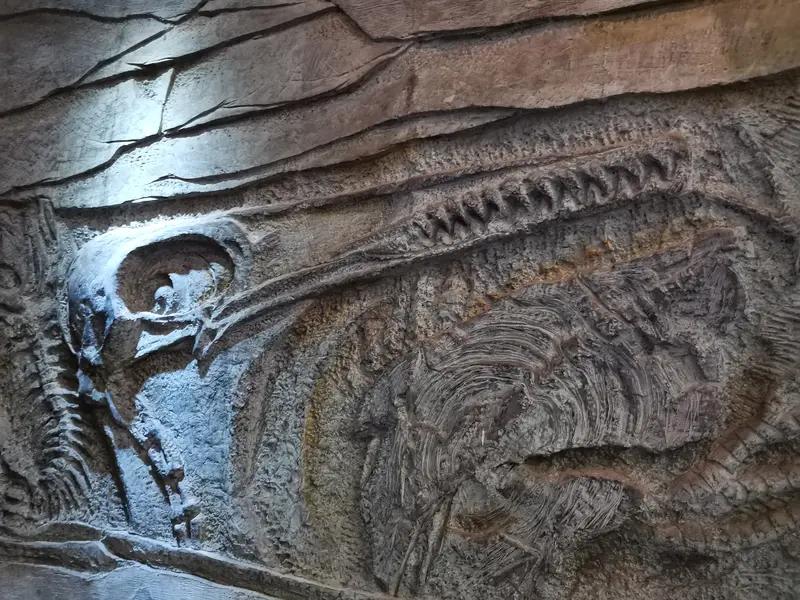 野外发现古生物化石能挖回家吗？！地球古生物探险化石答案是不可以。我记得有位