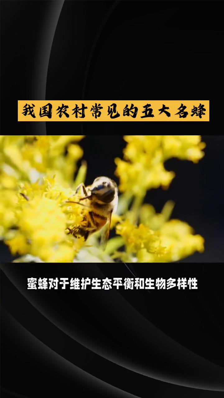 我国农村常见的五大名蜂，你仔细辨认过吗？蜜蜂是我国的重要益虫，我国有着悠久的养蜂