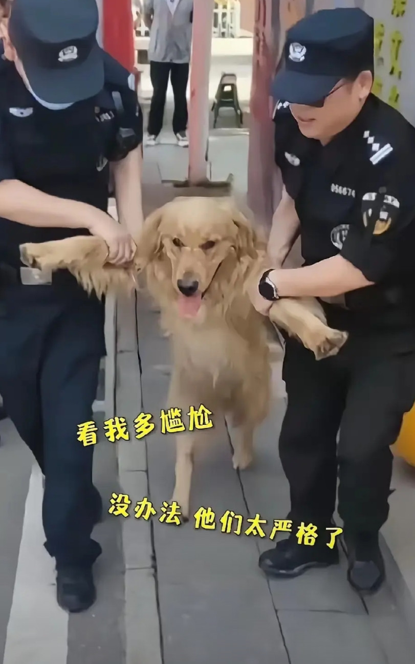 今年高考的快乐是这条狗子给的，高考考场突然冲进去一只狗狗，它居然找到了教室，还没