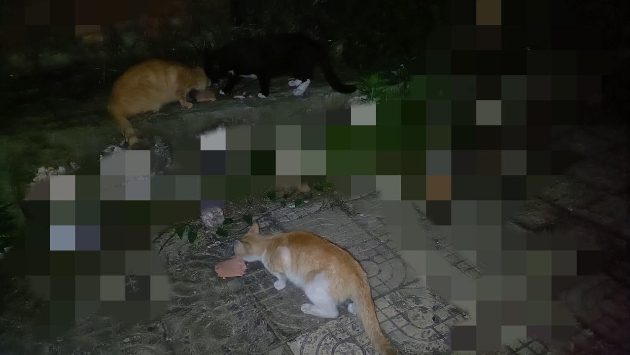 今天忘记化冻鸡脯肉了，晚上投喂流浪猫就给它们弄了罐头搭配主食猫饭，吃的可香啦！流