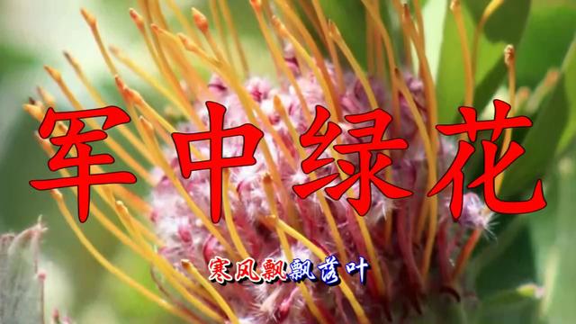 军中绿花歌曲伴奏曲谱_军中绿花曲谱(3)