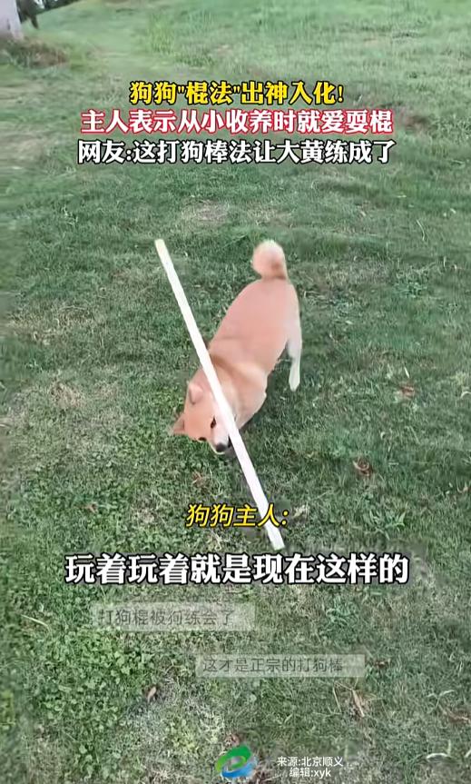 “解释不清了！”据青龙融媒8月10日报道，湖北武汉，一只狗狗从小爱玩棍子，长到