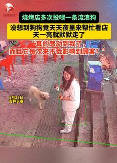 太通人性了！5月29日，长春，烧烤店老板娘多次投喂流浪狗，没想到，流浪狗竟每天趁
